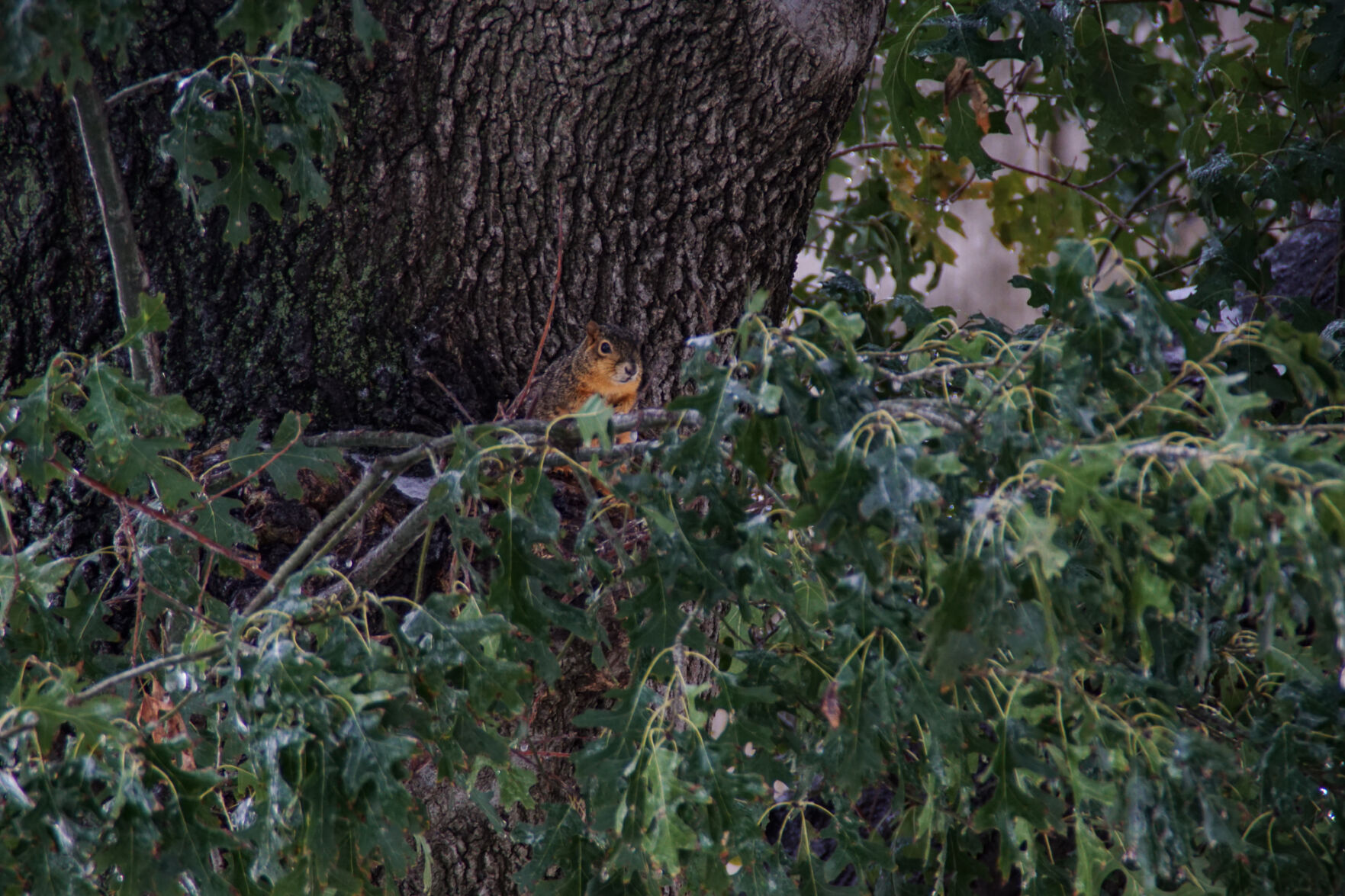 Squirrel